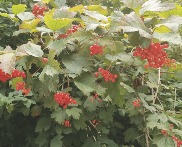 Red Berries