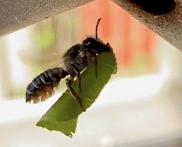 Bee