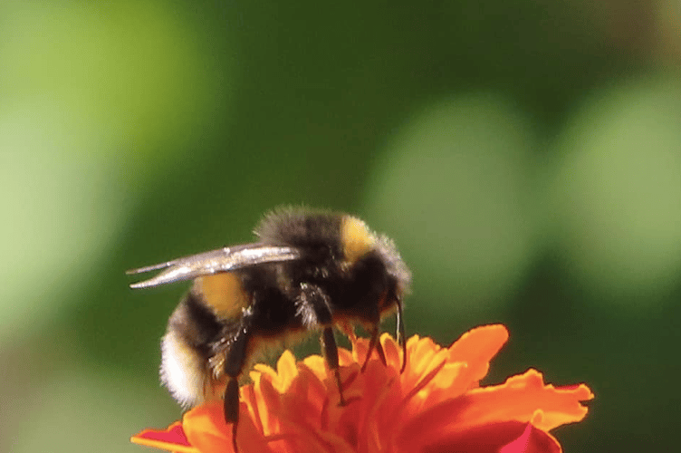 Bee