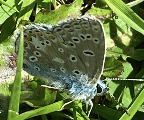 Butterfly