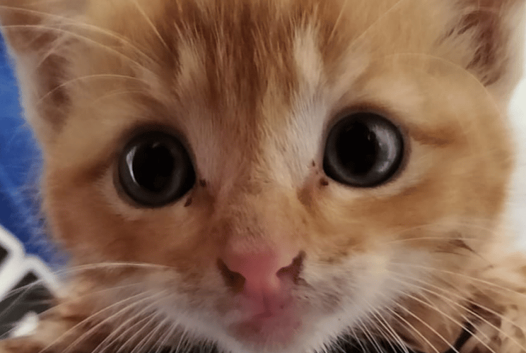 PT