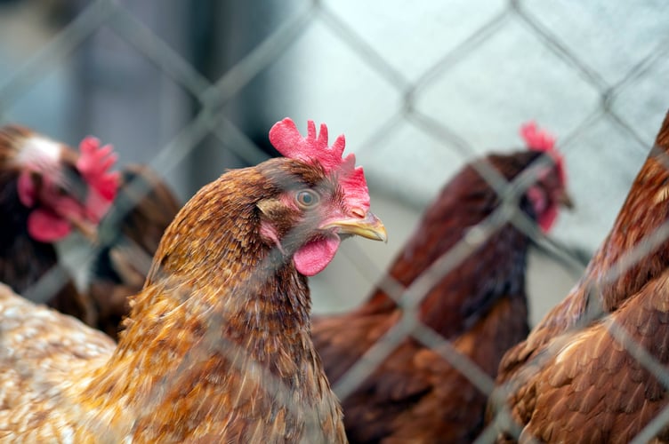 Chicken