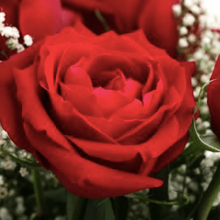 Red PT