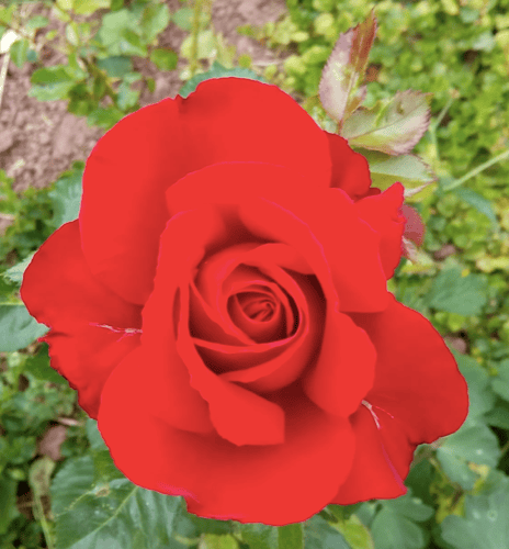 Red PT