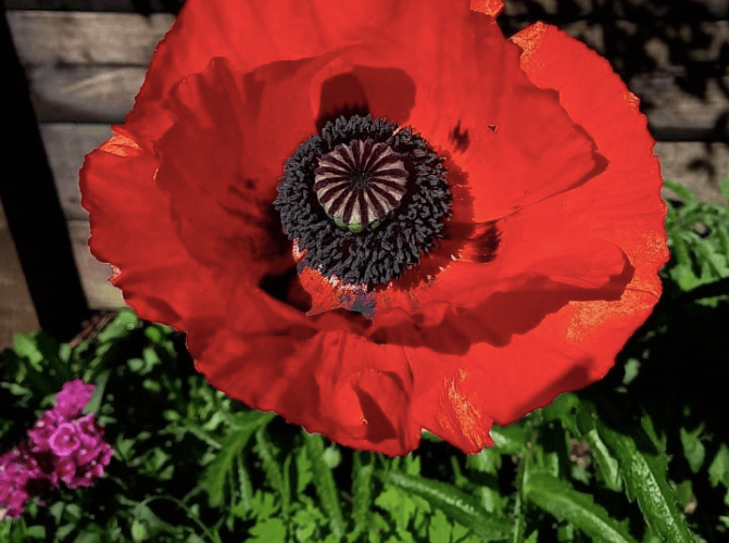 Red PT