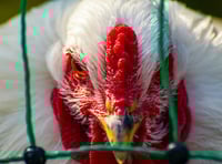 Third case of bird flu confirmed in Powys