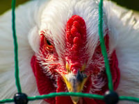 Third case of bird flu confirmed in Powys