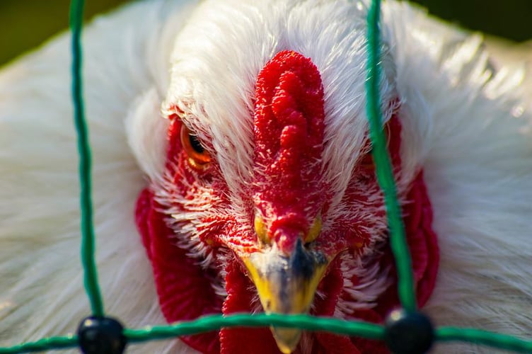 Bird flu