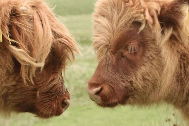 Animals PT