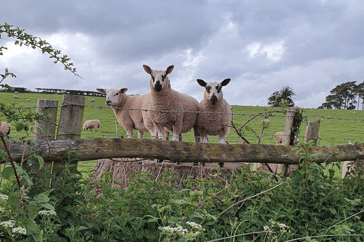Animals PT