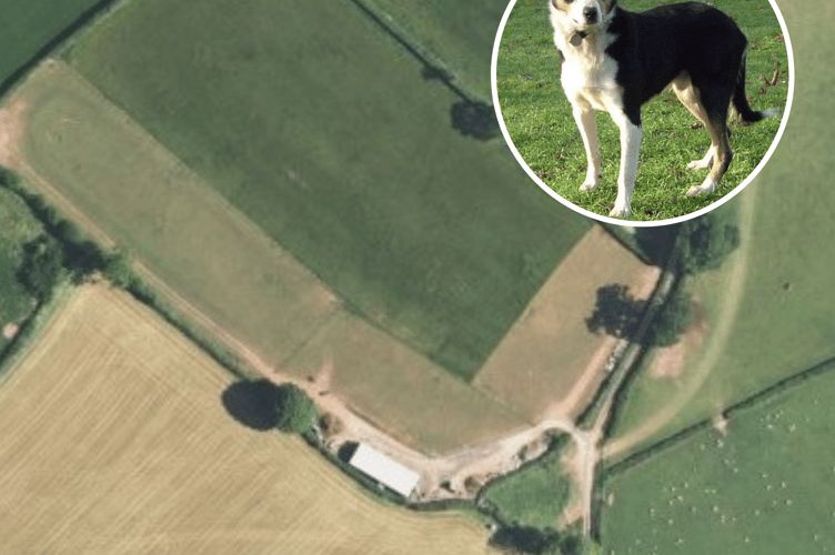 Dog kennels at Pant y Cored