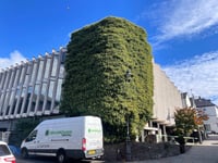 Calls grow to protect ivy ecosystem at former library