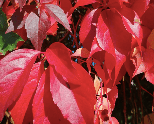 Autumn