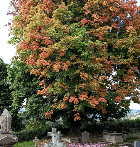 Autumn