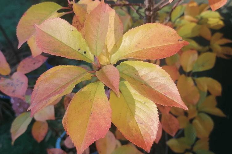 Autumn