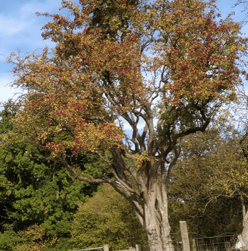 Autumn.