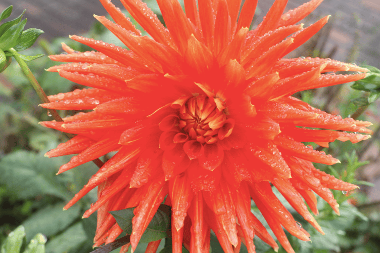 Orange PT