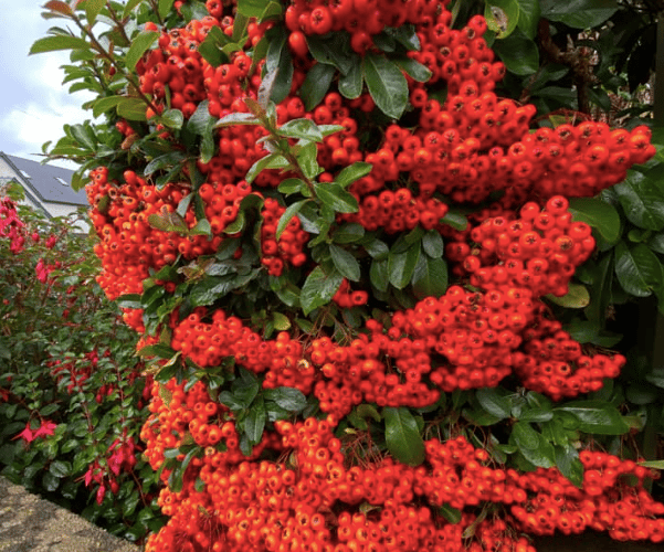 Orange PT