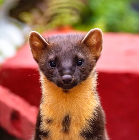 Pine marten