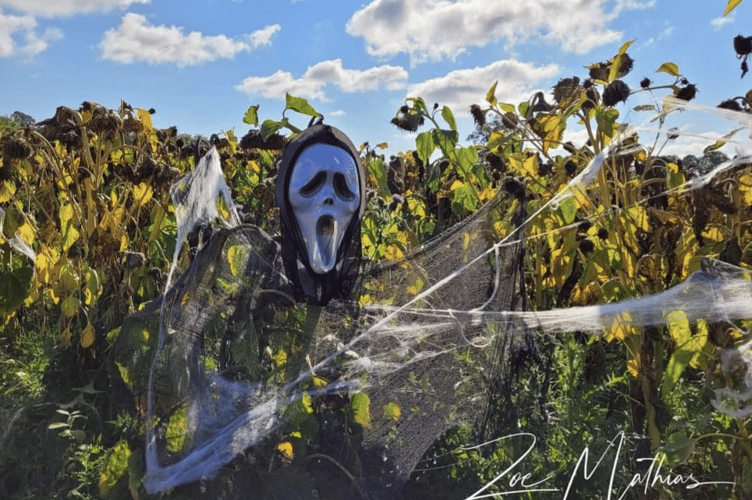 Halloween PT