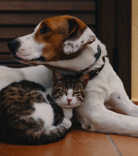 Pets