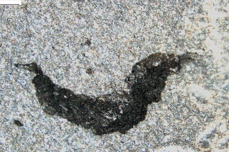 Fossil discovery Llandrindod Wells