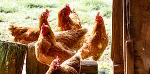 Avian influenza confirmed at Powys premises