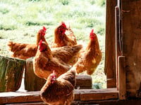 Avian influenza confirmed at Powys premises