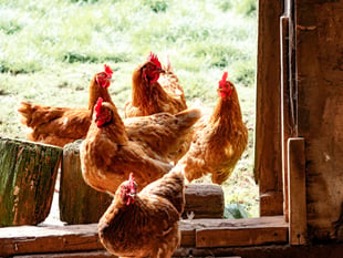 Bird gatherings banned to minimise the spread of avian influenza