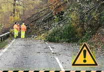 Mini tornado brings down trees 