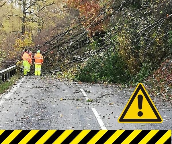 Fallen tree