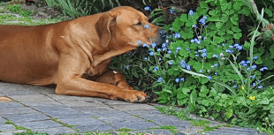 Picture This: Animals