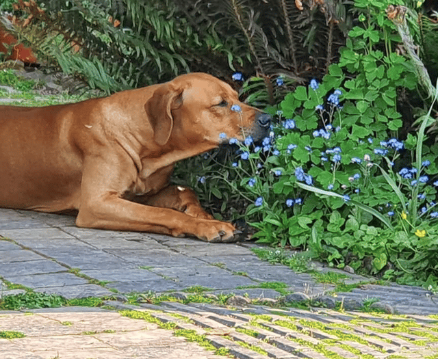 Picture This: Animals