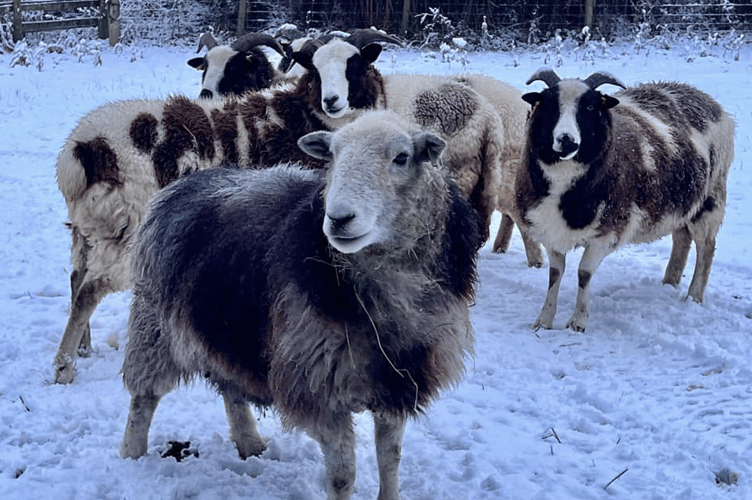 Snow