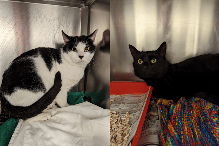 Cats Hirwaun