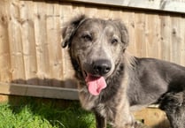Charlie finds his forever Brecon home after near two-year RSPCA stay