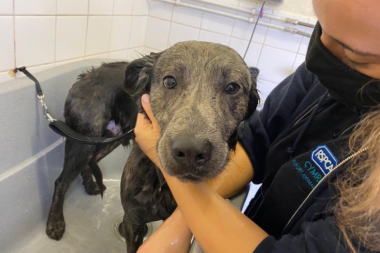 Charlie having a bath at Newport