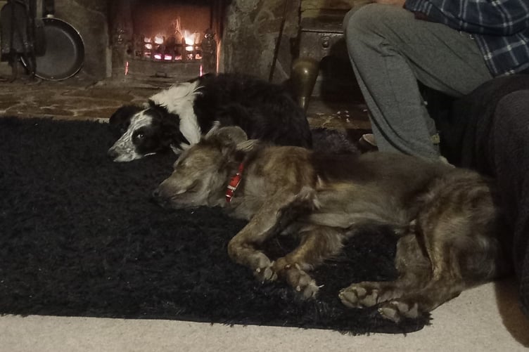 Charlie in his new home