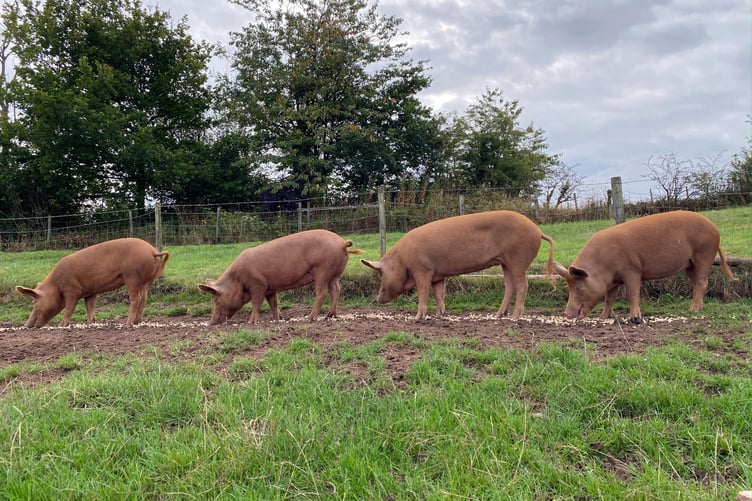 Tamworth pigs at Court Bleddyn Farm