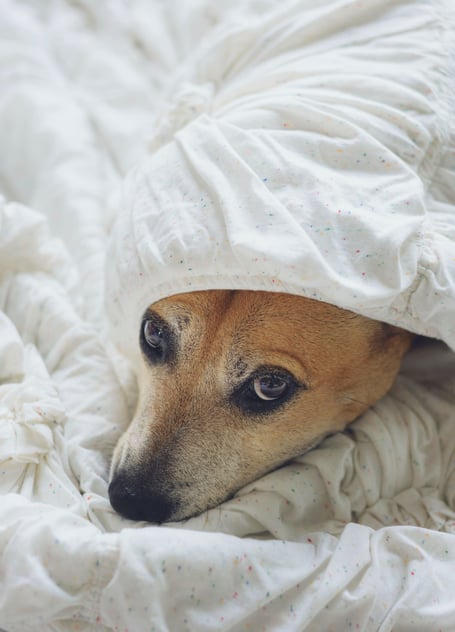 Dog under covers