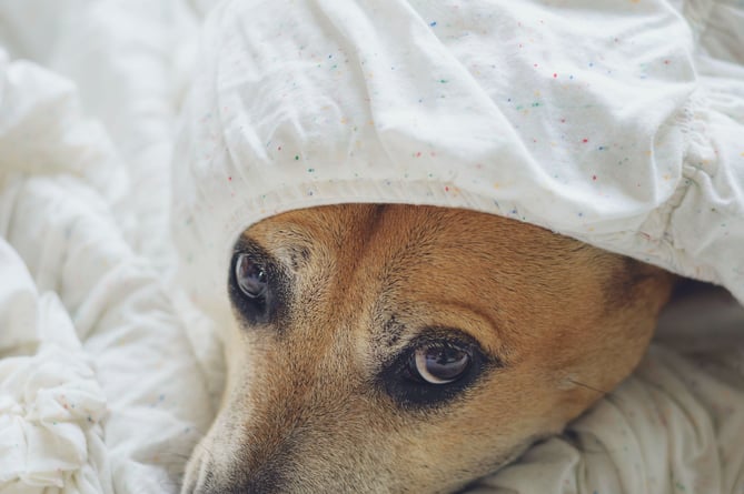 Consider animal welfare this New Year's Eve, RSPC urges | Consider animal welfare this New Year's Eve, RSPC urges |