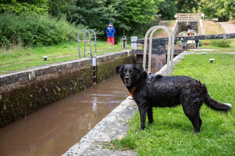 Summer at Llangynidr Lock Flight