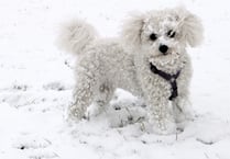 Keep your dogs safe and warm when the weather turns icy