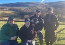 Gigrin Farm celebrates 30 years of red kite conservation