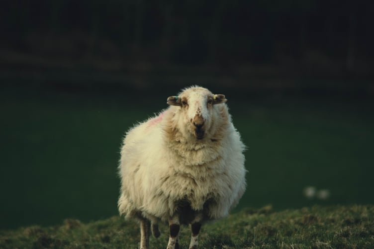 Sheep
