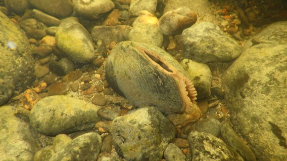 Mussel