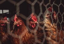 Powys environment groups join calls for a chicken farm moratorium