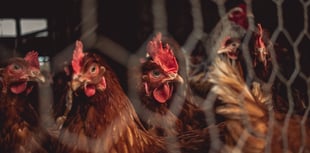 Powys environment groups join calls for a chicken farm moratorium