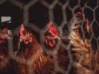 Powys environment groups join calls for a chicken farm moratorium