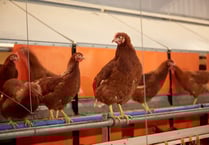 Higher welfare eggs still available despite bird flu restrictions 